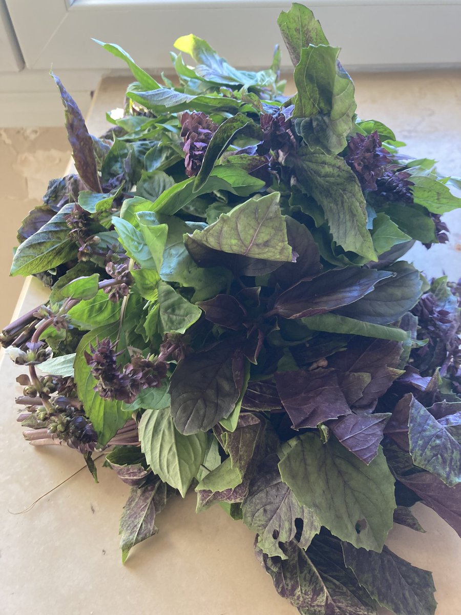 leyac80's tweet photo. Regardez ce que je viens de recevoir de Ghardaia 😍 #Basilque #Pesto https://t.co/0zTBqF5OBT