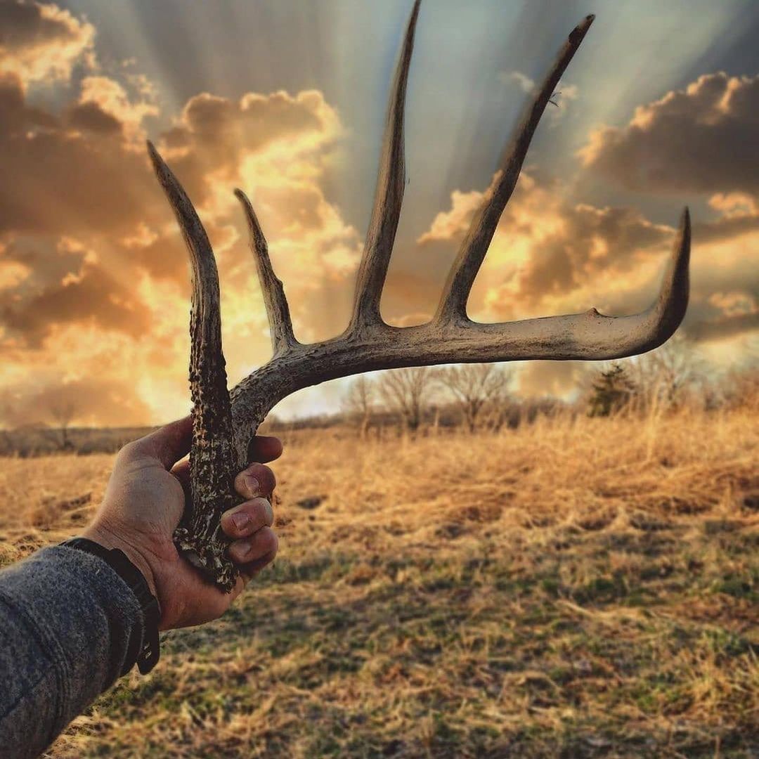 HuntingLoversW1's tweet photo. "The last few years I’ve enjoyed the off-season just as much if not more than season itself.
#shedrally #makeapile #antler #shedantler #shedhunting https://t.co/86mIKRwqBb