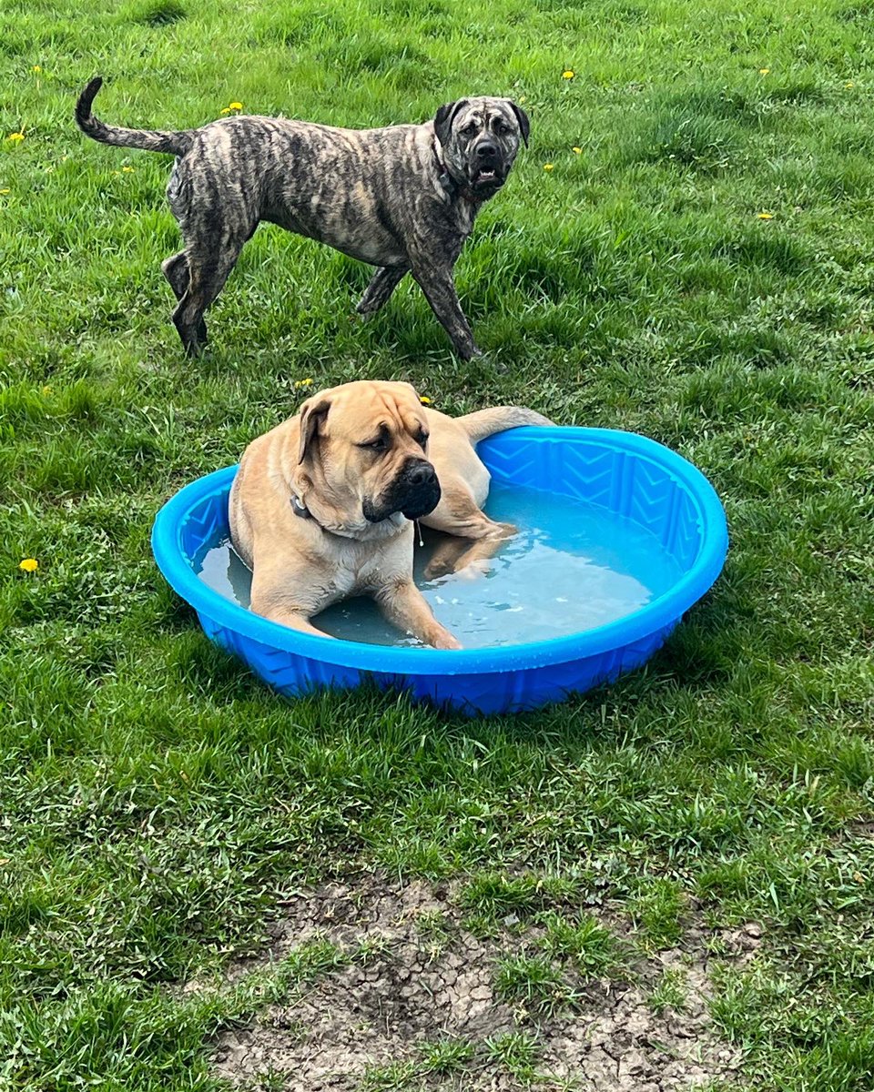 MrsMooreMath7th's tweet photo. Pool day for the pups! #mastadors #poolday #puppypool https://t.co/3yJGoREJQi