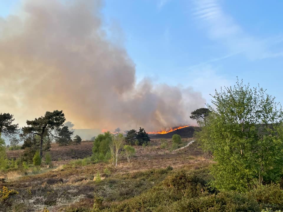 Bournemouthecho's tweet photo. BREAKING: A heath fire has taken hold at Canford Heath in Poole. Live updates here as fire crews battle to get it under control (images from Alex Saxby and our very own @EchoSportJack) https://t.co/5t2Cm2U5Td https://t.co/Y14aocJE7W