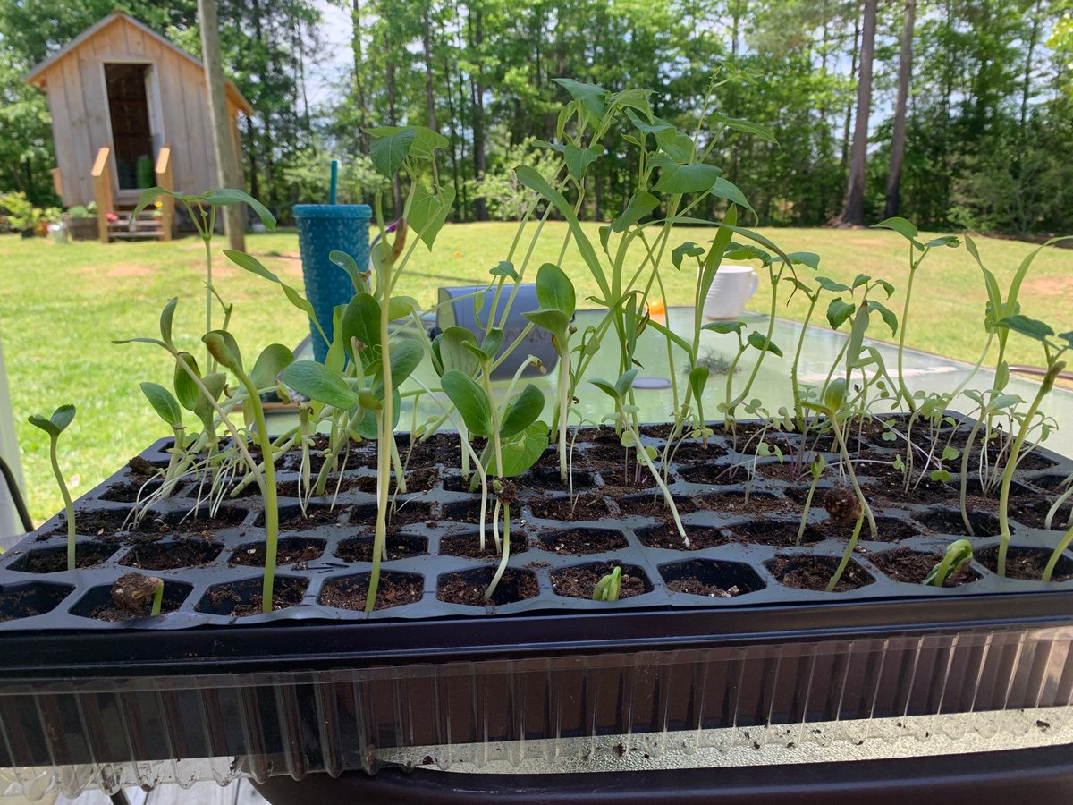 JohnaRudzin's tweet photo. A day late for #EarthDay but starting off my morning by shoveling 1/8 acres worth of composted horse manure for garden that will hopefully be planted by days end! We have highs in the 80s & my seedlings are ready.Hope your morning wasn’t as smelly as mine #needabath #homesteading https://t.co/AYHKoigMRp