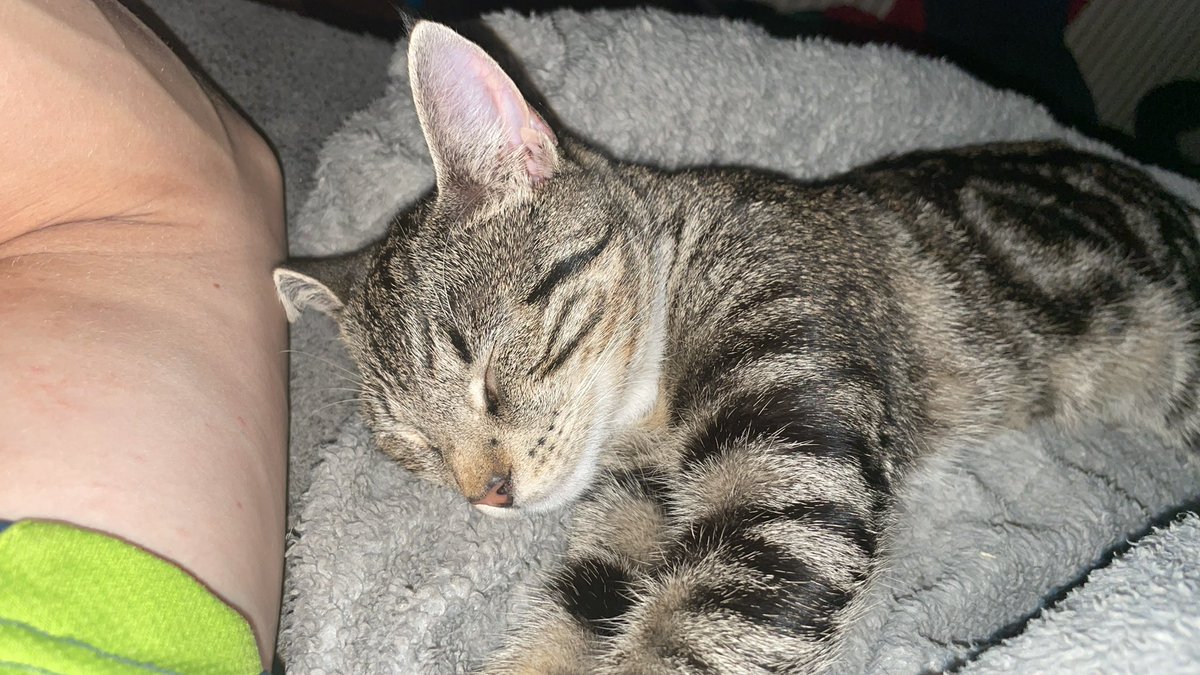 merthingles's tweet photo. @Rhabby_V My bundle of joy https://t.co/lV3HYqZhtM