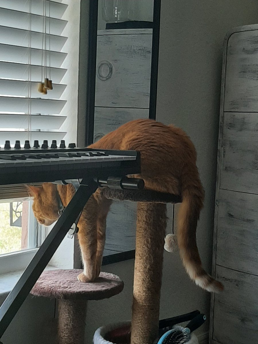 rinato_gaming's tweet photo. Whatcha doin boy? #cat #lovethineluke #pet #silly https://t.co/cI0akDAYZG