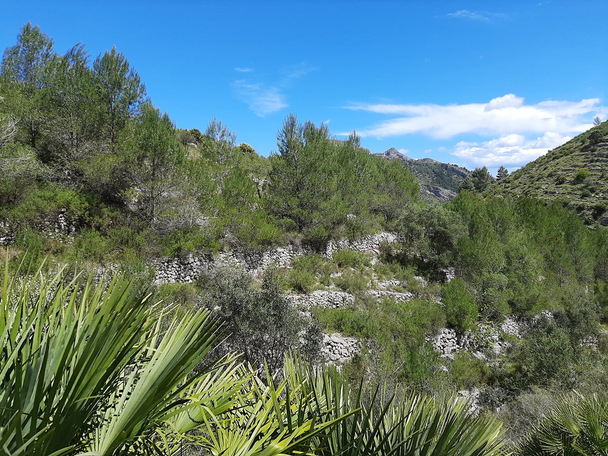 Jorge Payá⚖️🕊️ tweet media