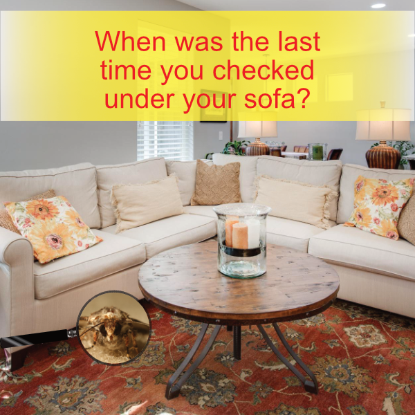 RugRemedy's tweet photo. RugRemedy Newsletter - April 2022 - https://t.co/854SBLYljR

It takes two minutes to move the sofa and check for any carpet moth damage on your carpets and rugs.

Our Carpet Moth Killer is the answer to your  carpet and rug damage caused by a moth larvae infestation. #CarpetMoths https://t.co/th8m6gu2p1