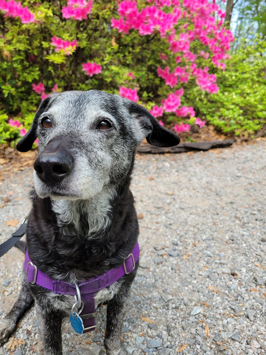FelixtheDogVA's tweet photo. Mom took me to the arboretum today. I had lots of new grass to roll in, she took lots of pictures. Win-win all around 🐶🌸 #dogsoftwitter #dogs #SaturdayVibes #SpringVibes https://t.co/gq0qIPB3i3