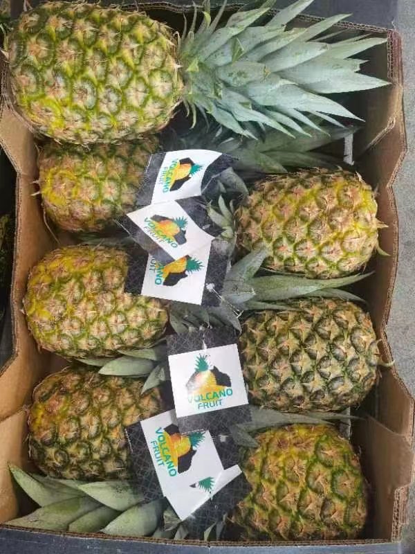 ItasLaw's tweet photo. ¡Buena noticia! Arrancan con fuerza las exportaciones panameñas del 2022 a China. La piña 🍍y café ☕️continúan abriéndose camino en este mercado 🇵🇦🤝🇨🇳. Vía @Embpanamachina https://t.co/PI0LUrljXI