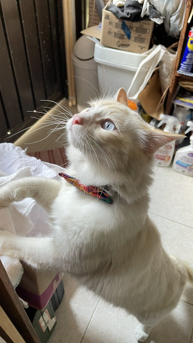 CottyChief's tweet photo. Rauuuuul dame de comer!!! Ya es #Caturday ! 🐱🐾🐠 #PawTeam #CatsOfTwitter #AndaleRaul #TengoHambre #AntesDeQueLlegueElChismoso #RacionParaMiSolito #Consienteme #NiKarenSeVaAEnterar #MiraMiCorbatin https://t.co/02hCPhesh1