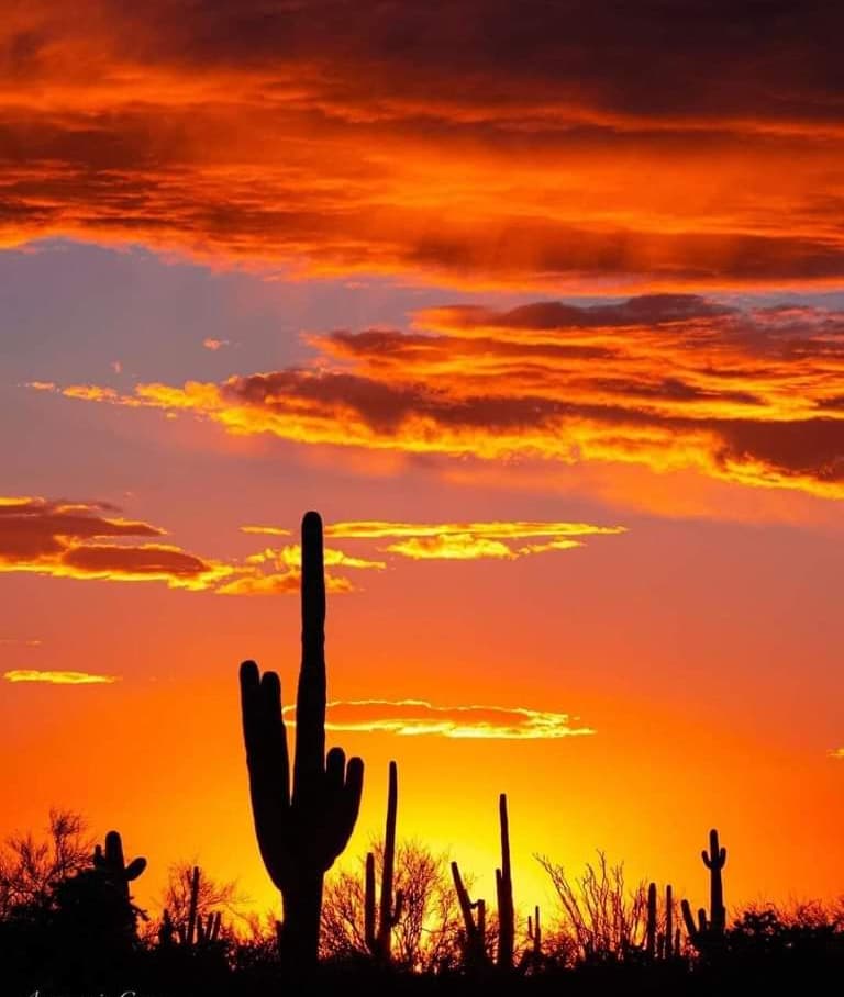 GentleFrank's tweet photo. #sunsets #sunset #natura #NaturePhotography #naturelovers #sky #land #Landscapes #landscaping #trees https://t.co/dVwAA8lyQa
