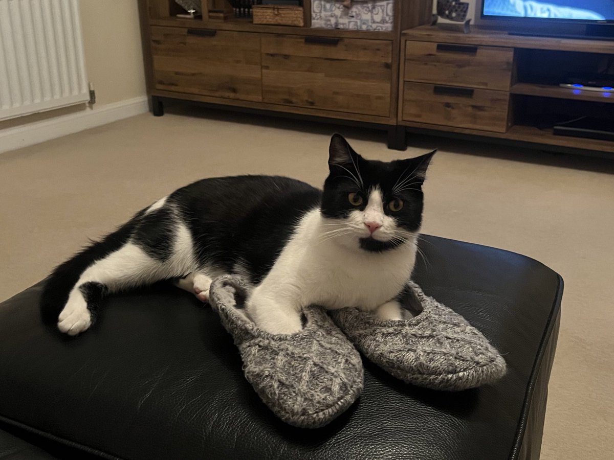 CharlieGolf6's tweet photo. @DougieVipond My wee guy is still feeling the cold! #catinslippers #pussinslippers https://t.co/2PJVDjNI8M