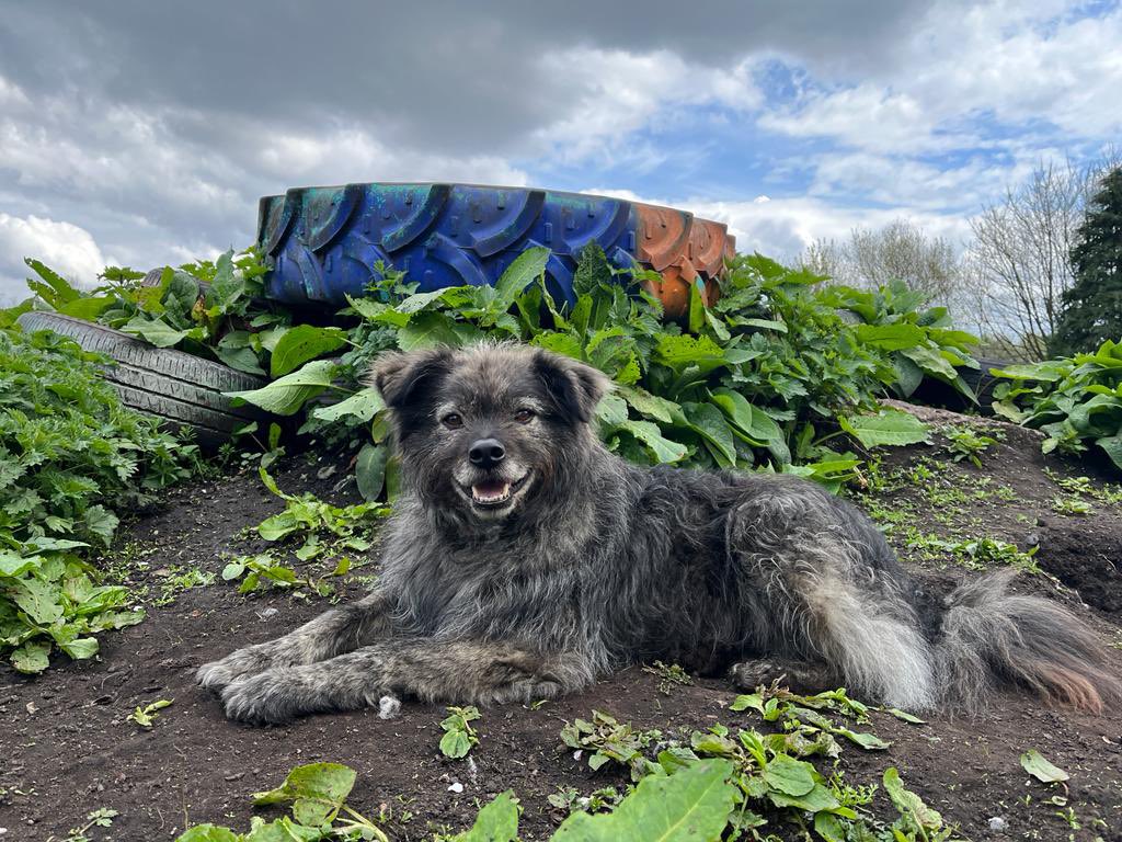 Dogs 4 Rescue tweet media