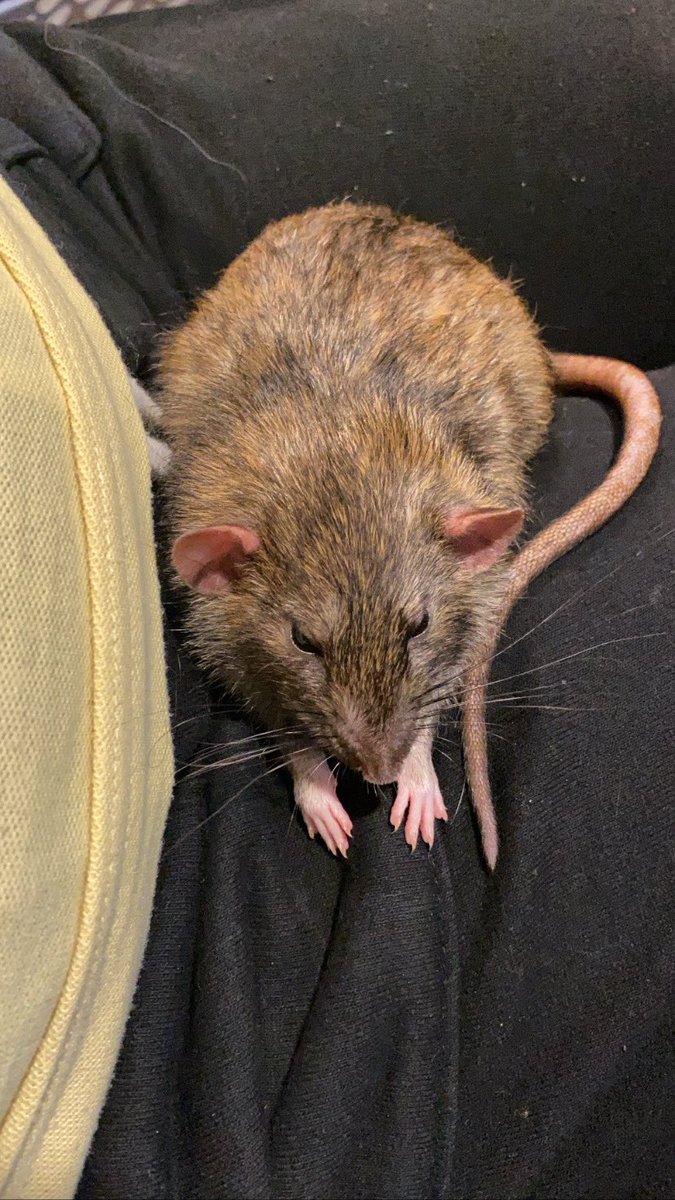 jackiekay29's tweet photo. pls appreciate the sleeping boy https://t.co/qv9gPAa373