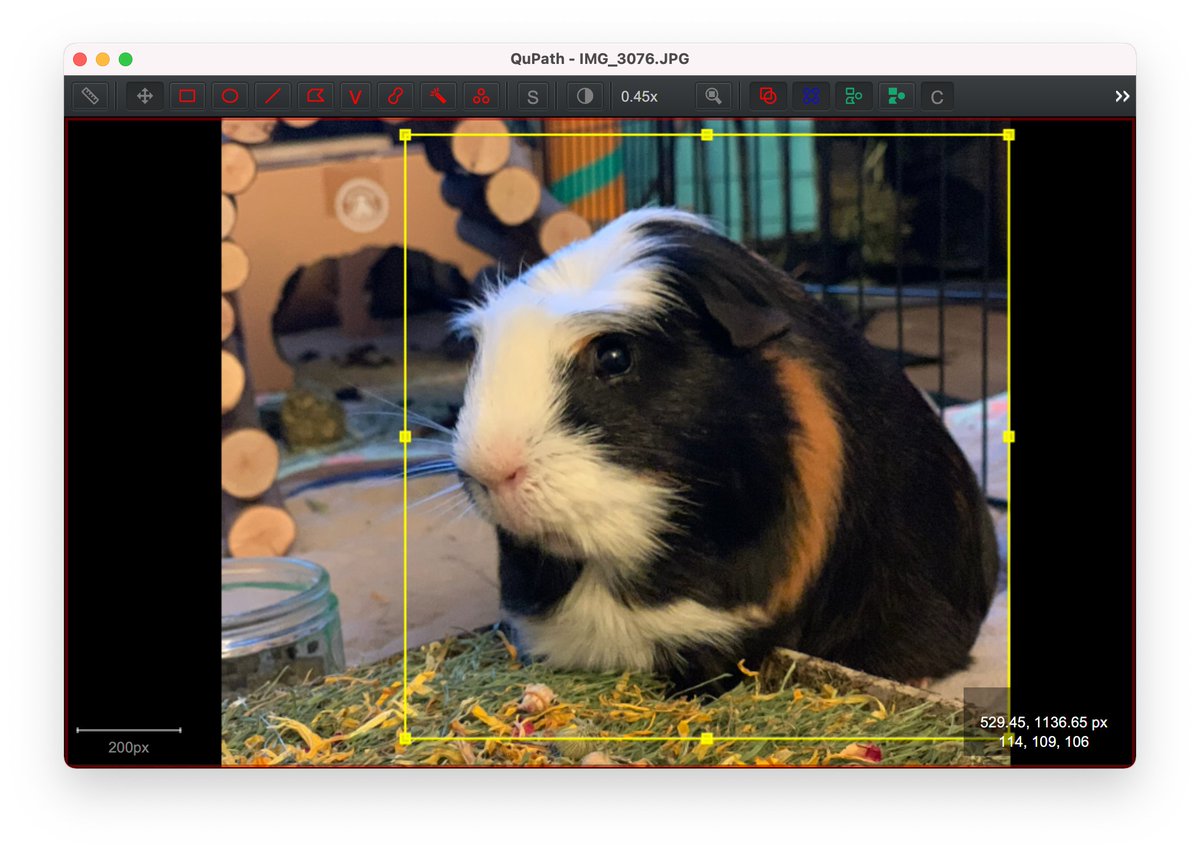 petebankhead's tweet image. @QuPath webinar on Monday!

That means you've still got approximately the amount of time it takes to prepare a webinar (I hope) to sign up.

forum.image.sc/t/april-2022-q…

(I had big plans to be more prepared, but then this fella had tooth trouble and... well... priorities.)