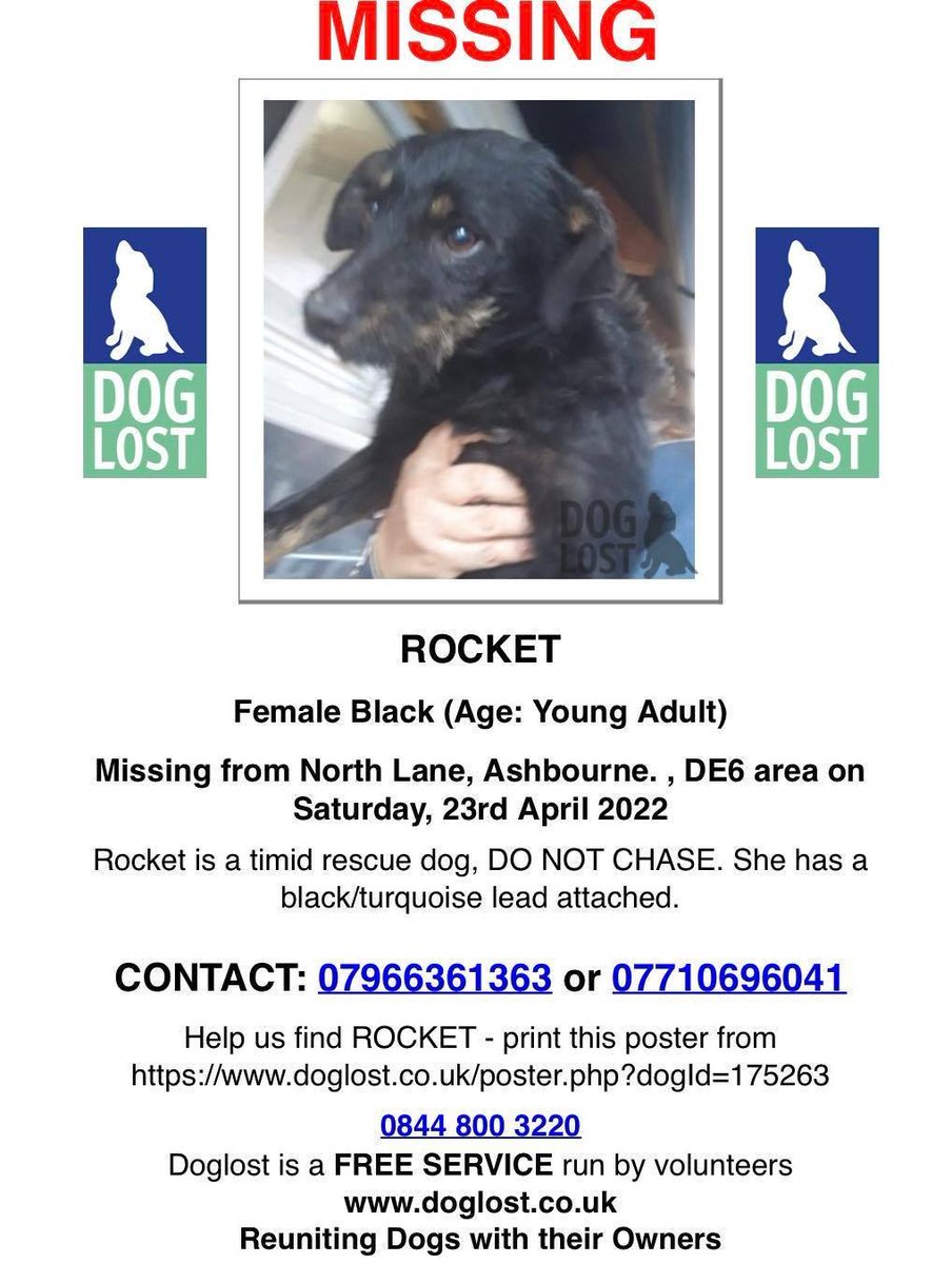 URGENT - URGENT - URGENT
Please retweet and let us know of any sightings. Poor Rocket escaped when being transferred to his new owner this afternoon.