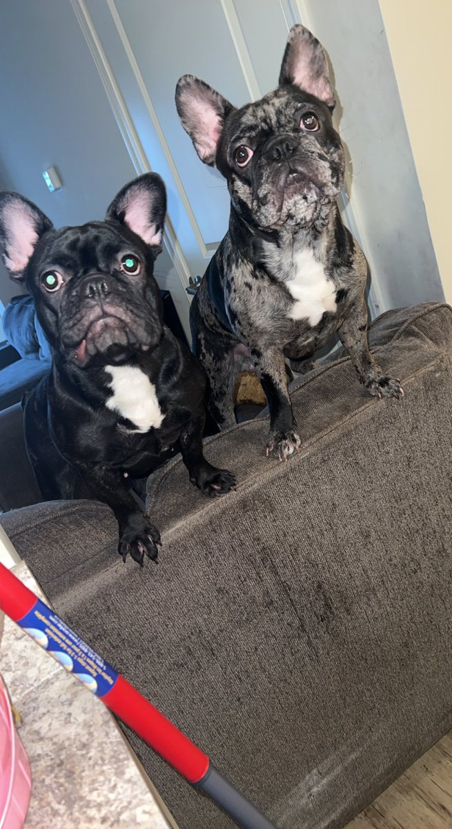 HalftimeMerle's tweet image. Hey twitter it’s been a minute my dad been busy but we stopping by to show some love ❤️ 🐶 #dogsoftwitter #Frenchie