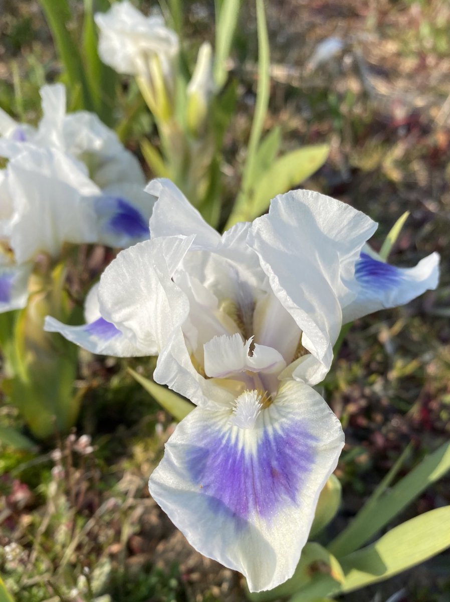 IrisesSeagate's tweet photo. SDB Iris ‘Blue Pools’ is putting on a show for us in the beds, another stunner available in august by mail order. #barerootirises #dwarfirises #bluepools #blue #white #flowers #irislove #irises #fieldgrown #mailorderplants #flowerpower #plants https://t.co/bLj27nmP2k