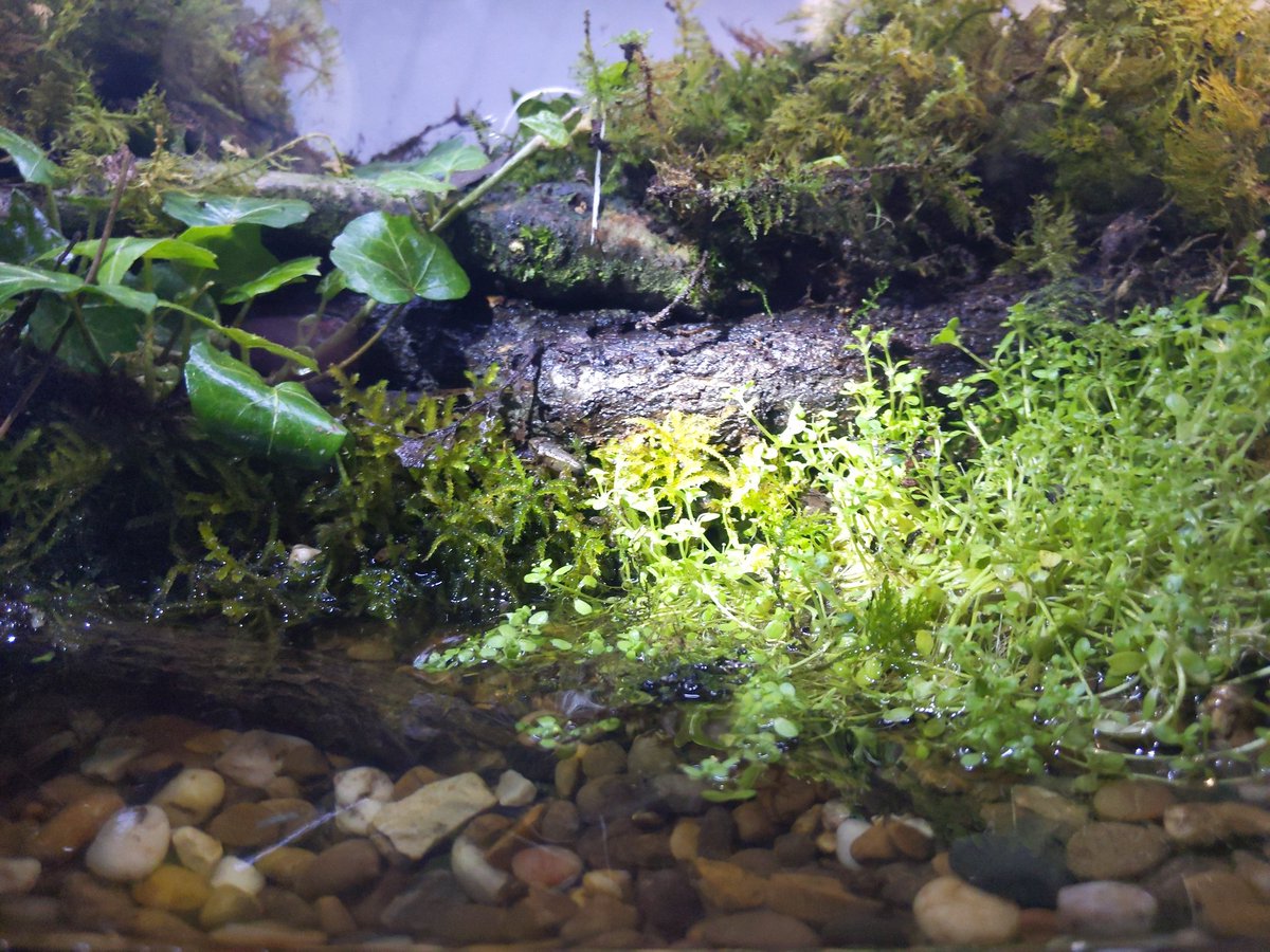 sallylepage's tweet photo. Day 39: Spot the froglet! https://t.co/IrwNl5sU1c