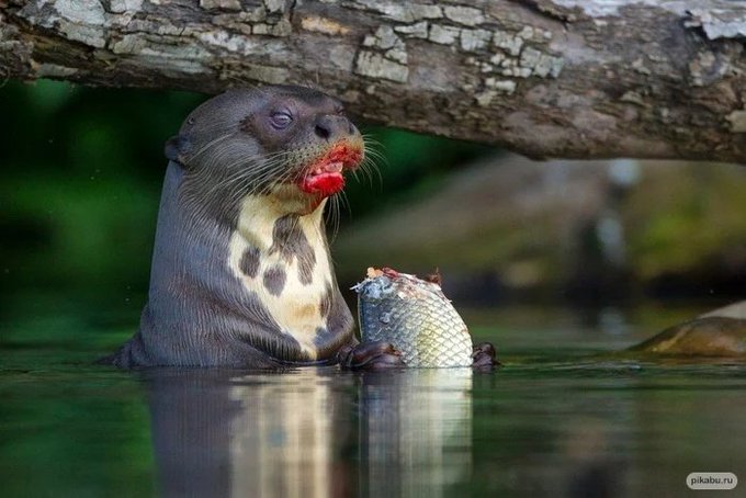 Otter #classicredlipstick #cutepets #Animalitos https://t.co/CYHqkj1Ztx<a href="/tag/classicredlipstick"class="tags">#classicredlipstick</a><a href="/tag/cutepets"class="tags">#cutepets</a><a href="/tag/animalitos"class="tags">#Animalitos</a>