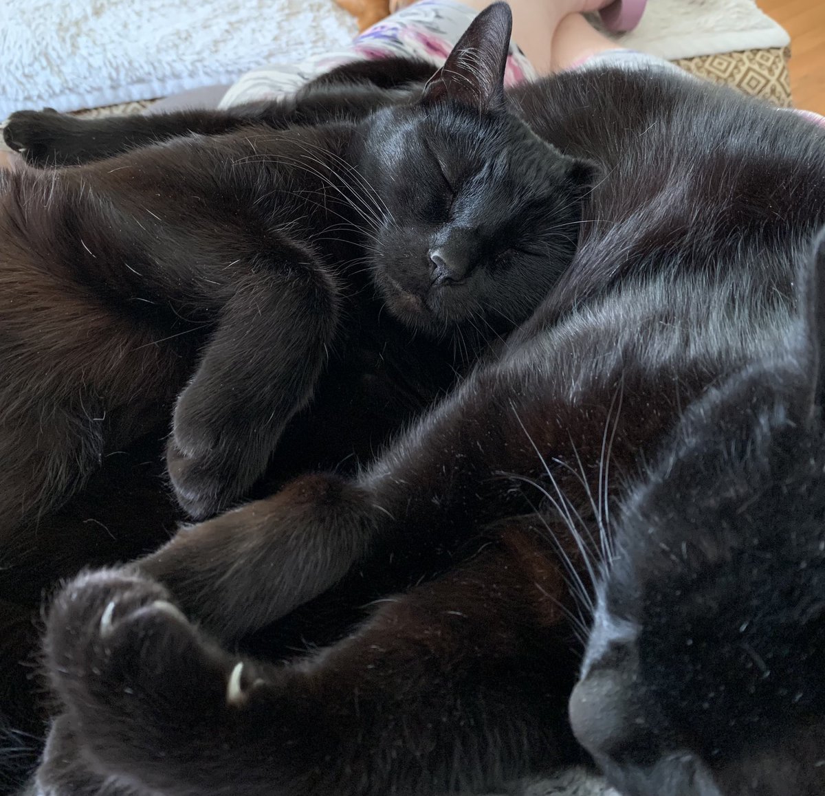 Re_Biss_Bush's tweet photo. #caturday https://t.co/4lrLSi7bU1