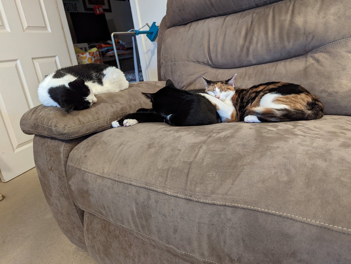 Family picture 😸😻 #CatsOnTwitter #cats