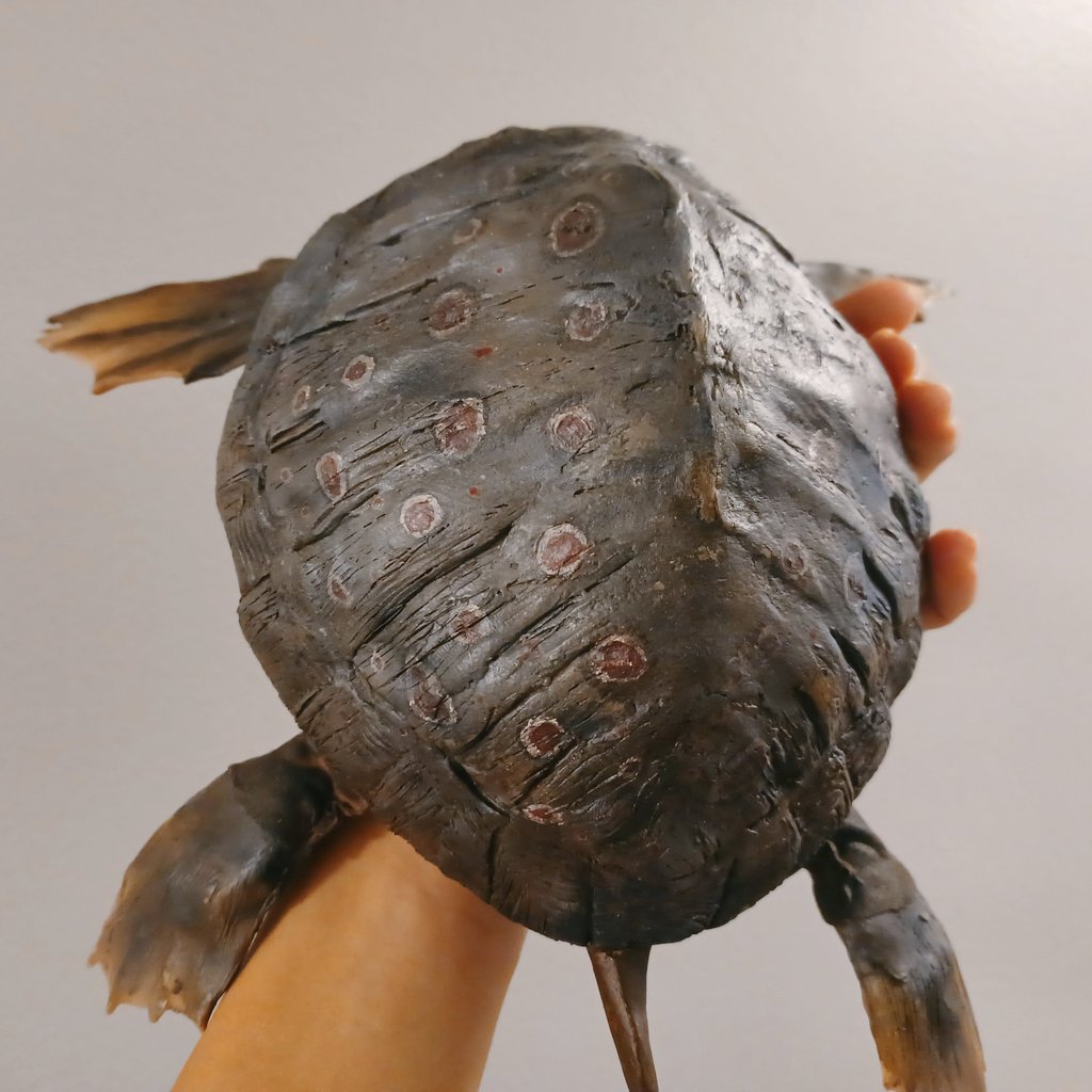 _Archesuchus_'s tweet image. Allaeochelys is an Eocene friend of mine. Fun fact: It is also the only tetrapod fossilized having sex. What a legend. 
 #paleoart #artdoll