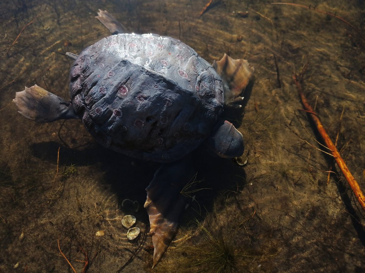 _Archesuchus_'s tweet image. Allaeochelys is an Eocene friend of mine. Fun fact: It is also the only tetrapod fossilized having sex. What a legend. 
 #paleoart #artdoll