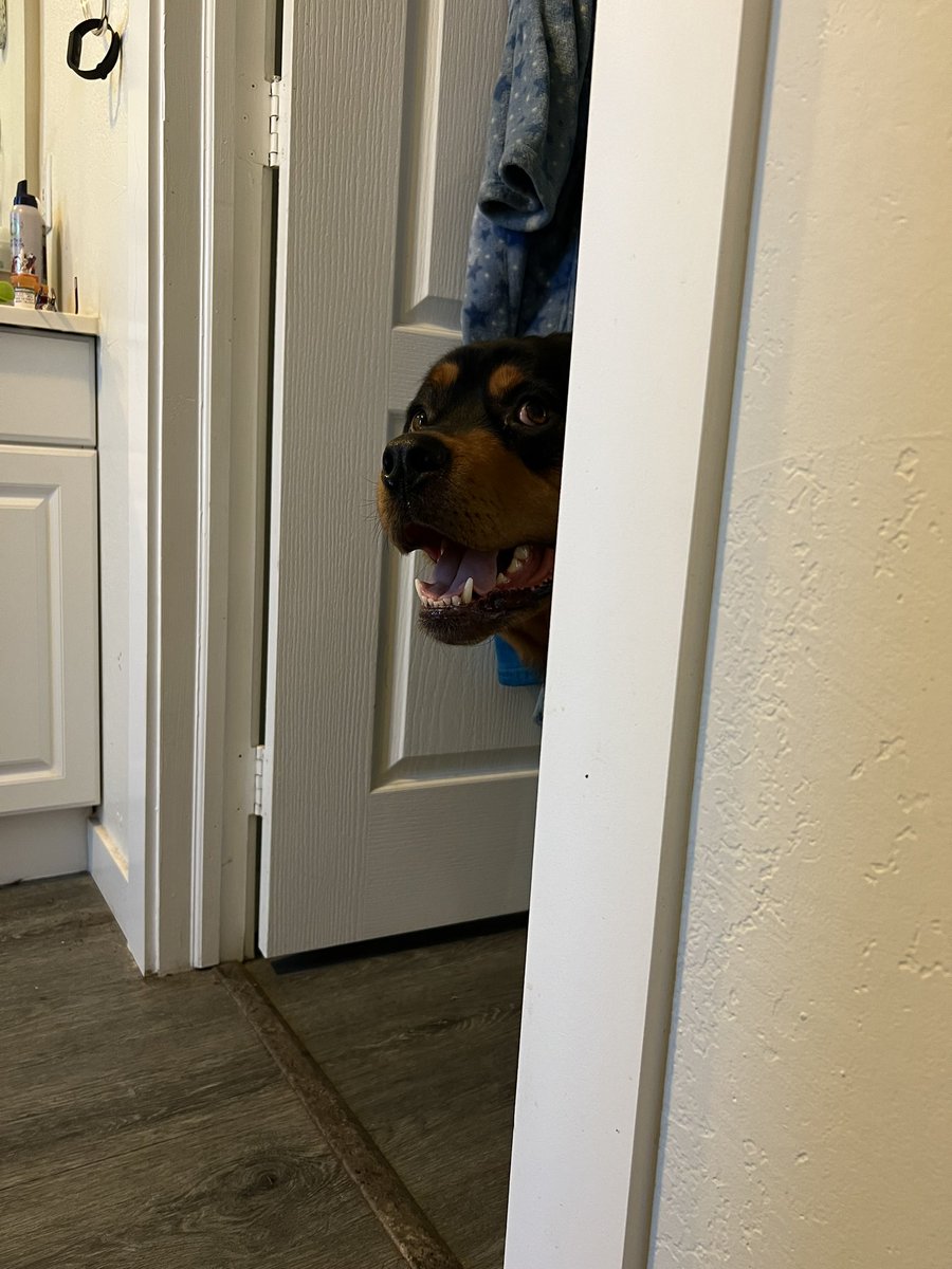 🐾🐾 Cole & Co. 🐾🐾 tweet media