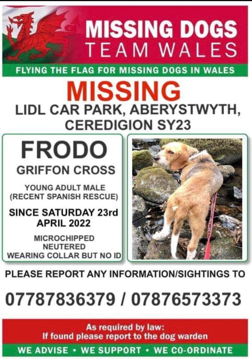 💥URGENT SHARES NEEDED💥
🔴FRODO 
GRIFFON CROSS
🔺RECENT SPANISH RESCUE
🔻MISSING FROM LIDL CAR PARK, ABERYSTWYTH,CERDEGION SY23
🔻SINCE SAT 23rd APRIL 2022 ❗FRODO IS NERVOUS BUT FRIENDLY.CALL NUMBERS ON POSTER BELOW WITH ANY INFORMATION/SIGHTINGS #missingdogsteamwales