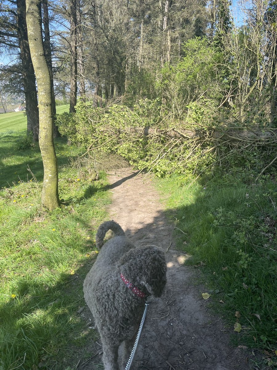 mrskerryw's tweet photo. Happy St George’s day. #3goodthings 1. Morning windy walk with Daisy - a tree has blown over on our favourite path but not on us #notawitch #notinkansas 2. Clan gathering for George’s 82nd birthday. I was good 😇and was the designated driver. 🚕 3. Fire & prosecco tonight🔥🥂. https://t.co/VFvDV21Keg