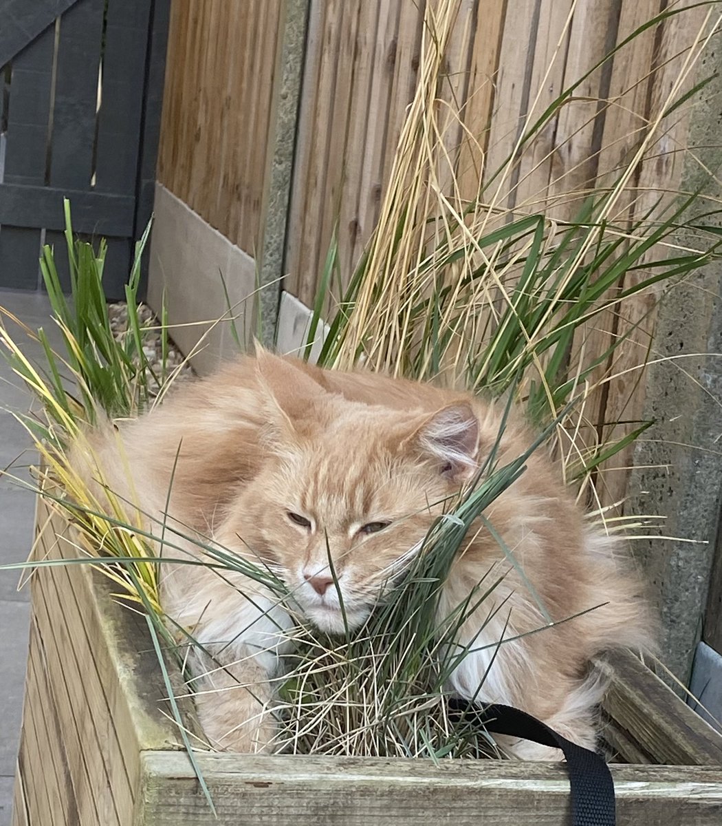 RMainecoon's tweet photo. @thechrisbarron Happy #Caturday, are you ready for the boxing?#tysonfuryvsdillianwhyte https://t.co/xp9rs8RNcj