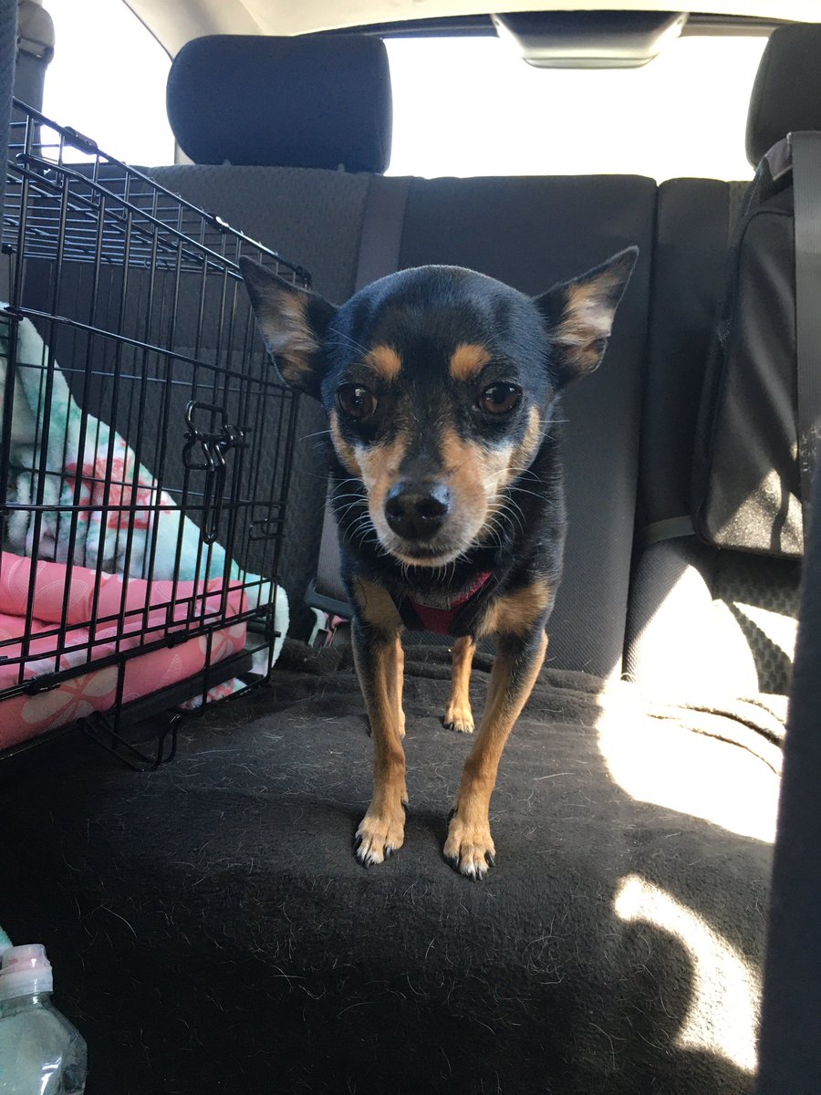 AngelicMisfit08's tweet image. Today is the day for Trinity’s rabies vaccine booster!  #tractorsupplyco #vippetcare #dogsoftwitter #chihuahuamixes #mutt