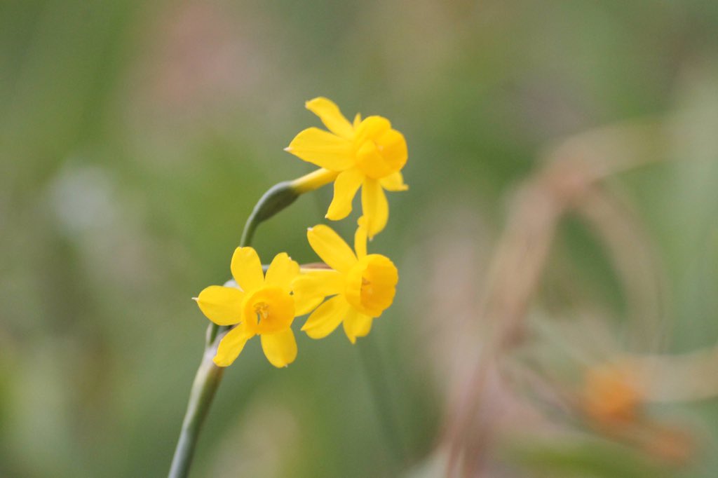 j11p43f's tweet photo. Narcissus flavus at #KewGardens last April! Native to Portugal and Spain. What a wonderful little daffodil!
#PlantsAreCool #Botany #KewAlpine https://t.co/LtaHeR9fLG