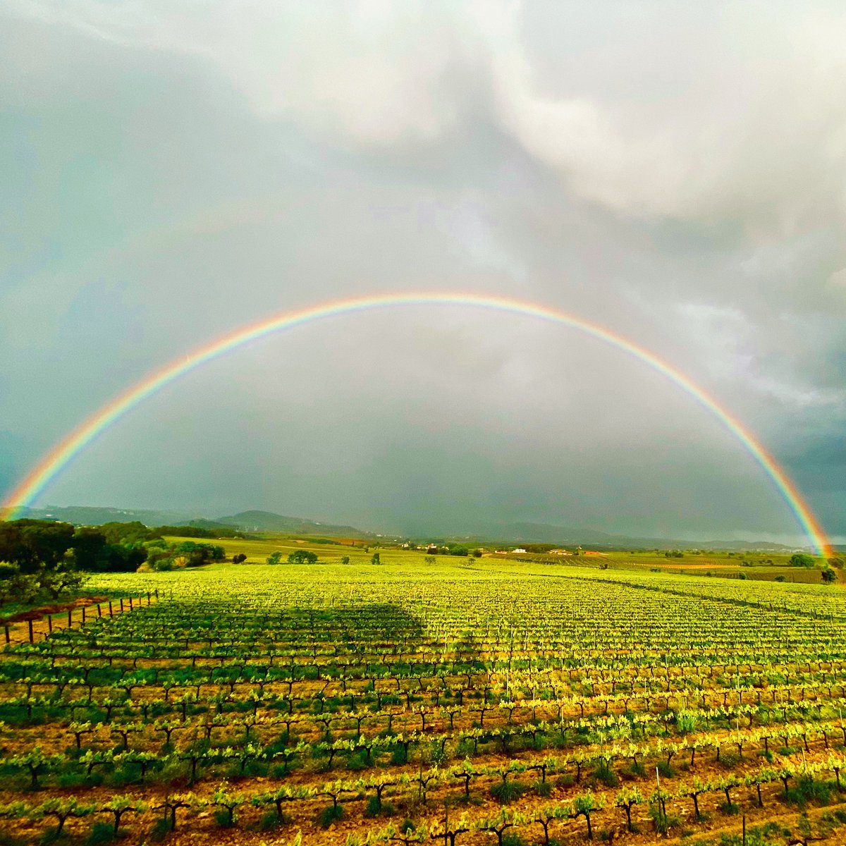 MontseR3's tweet photo. Arc de Sant Martí sobre Sant Sebastià dels Gorgs (Alt Penedès) #SantJordi #meteocat @MeteoMauri @AlfredRPico @TomasMolinaB #eltempstv3 @eltempsTV3 @meteorac1 #penedesexperience https://t.co/0uDnXsgBS0
