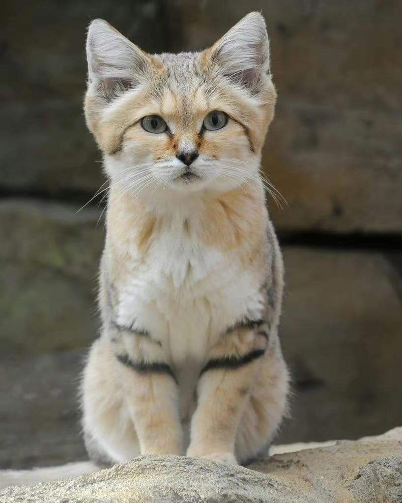 cartographer_s's tweet photo. Sand Cat - Native to North Africa, Middle East and Central Asia https://t.co/ZKa3OAHny4
