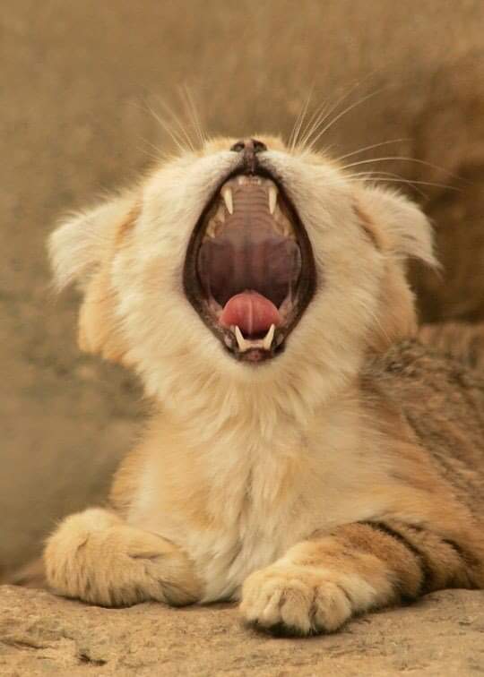 cartographer_s's tweet photo. Sand Cat - Native to North Africa, Middle East and Central Asia https://t.co/ZKa3OAHny4