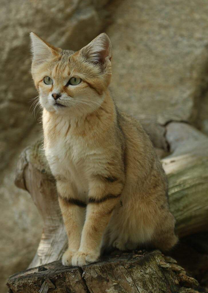 cartographer_s's tweet photo. Sand Cat - Native to North Africa, Middle East and Central Asia https://t.co/ZKa3OAHny4