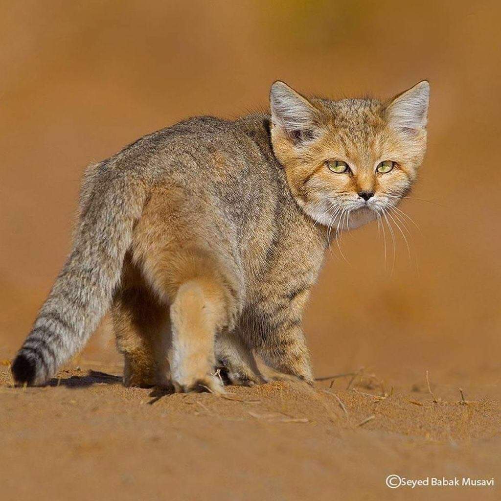 cartographer_s's tweet photo. Sand Cat - Native to North Africa, Middle East and Central Asia https://t.co/ZKa3OAHny4