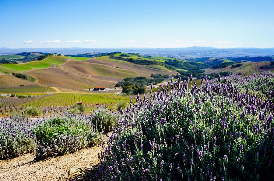 Plan a picture-perfect getaway to Paso Robles, CA. Mother's Day is a great time to go with special brunches &amp; events. 

<a href="/TravelPaso/">Travel Paso</a> <a href="/TheZinfandelOrg/">Zinfandel Advocates</a> <a href="/AltaColina/">Maggie</a> <a href="/staypiccolo/">The Piccolo</a> <a href="/WineCountry/">WineCountry.com</a> <a href="/BarrelHouseBeer/">BarrelHouse Brewing</a> <a href="/SensorioPaso/">SensorioPaso</a> <a href="/epochwines/">Epoch Estate Wines</a> <a href="/halterranch/">Halter Ranch</a> <a href="/OpoloWines/">Opolo Wines</a> 

ow.ly/vqE450IP82j