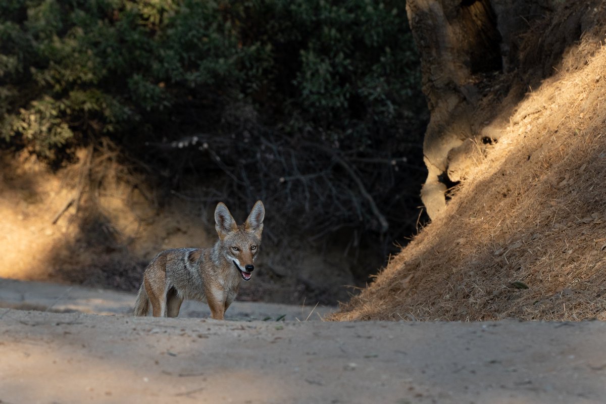 I always keep a good distance as to not disturb them, but these coyotes and I run into each often. Whodathunkit in #losangeles? #photography #animals #nature #california #wildplaces