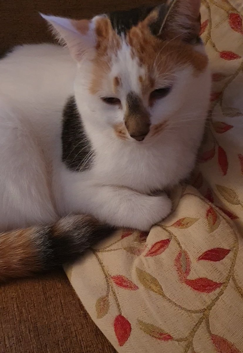 Rosie #IzzyandTrixies mum 🐱 tweet media