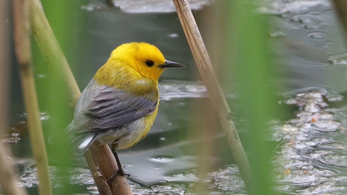 I had good luck with the white-eyed vireo, which flew over my head and landed directly in front of me for a second before continuing on. Here it is along with some other gems from this morning in the northern end of <a href="/CentralParkNYC/">Central Park</a> #birdcpp