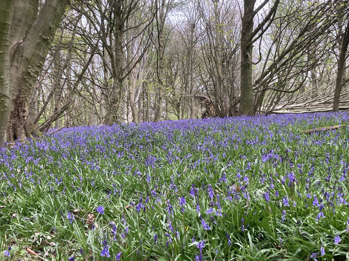 Angela Schofield tweet media