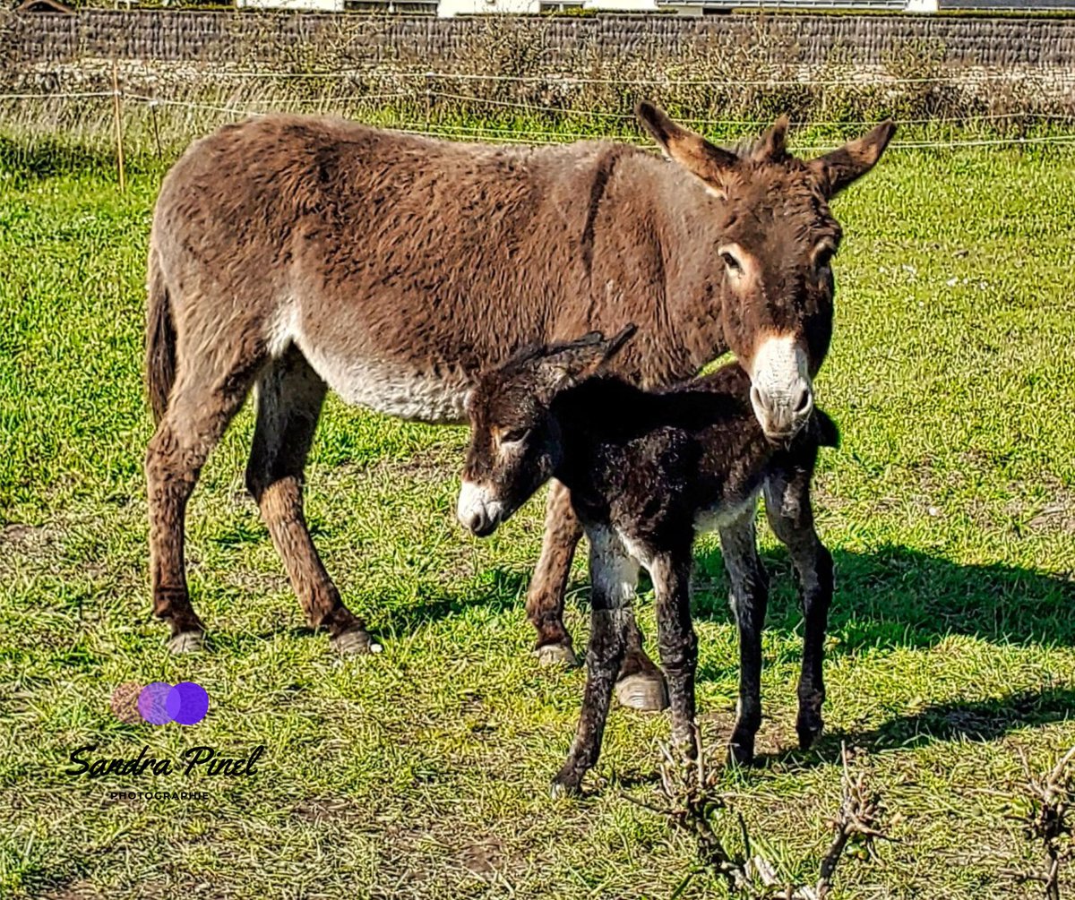 Sandra_Pinel's tweet photo. "L'amour maternel est le moins mièvre des sentiments. C'est avant tout un acte de résistance contre la férocité du monde."
Françoise Lefèvre
#ane #anesse #ferme #naturelover #rofiat #caleche
@laptitefermedemelie https://t.co/mBtYSLj0zC