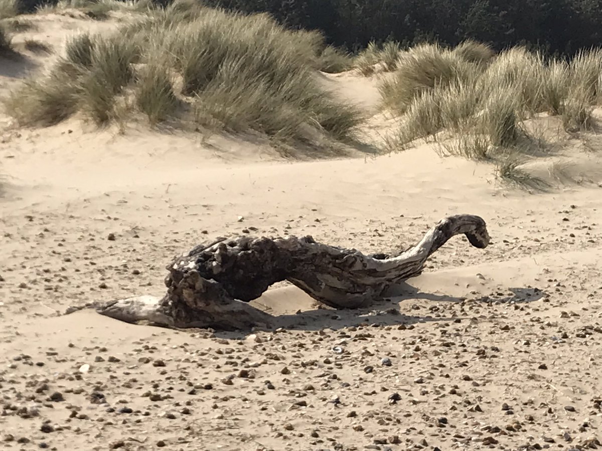 ShaggyCoe's tweet photo. Lovely day out in Wells next to the sea 🌞
The huge piece of driftwood reminded us of a dinosaur,or could it be a rare sighting of Nessie? 🦕 https://t.co/TfypAOyOfY