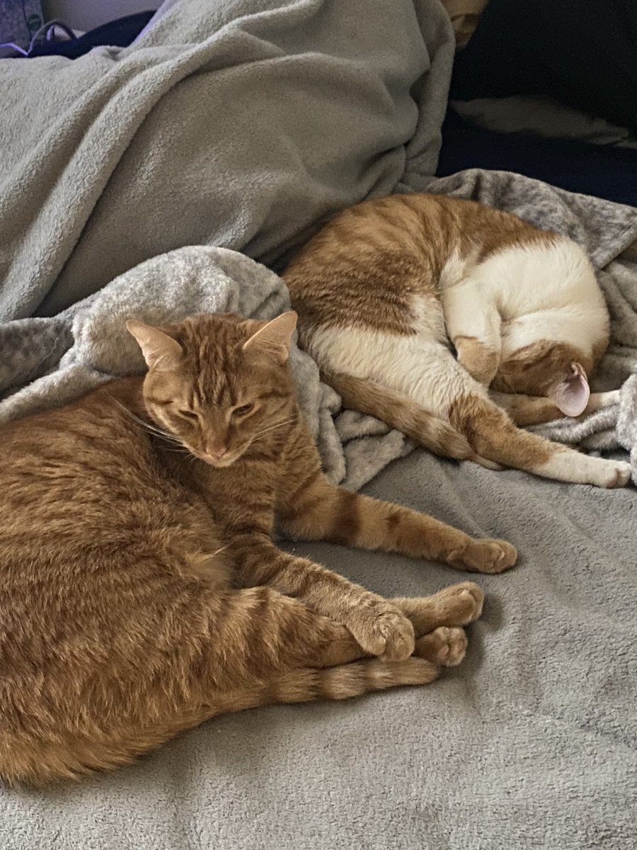 saturnhart's tweet photo. @nickisnotgreen my babies peanut and hope 💗 https://t.co/WzNvnCed8a