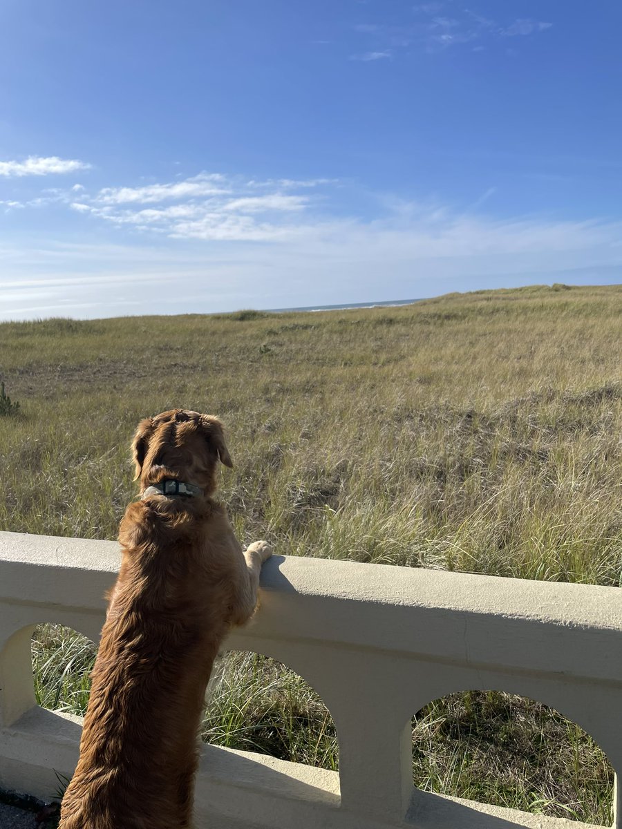Day 23 (state, action) An Oregon dog watches the scenery. In Seaside, Oregon #GoldenRetriever #PhotoChallenge2022April #view