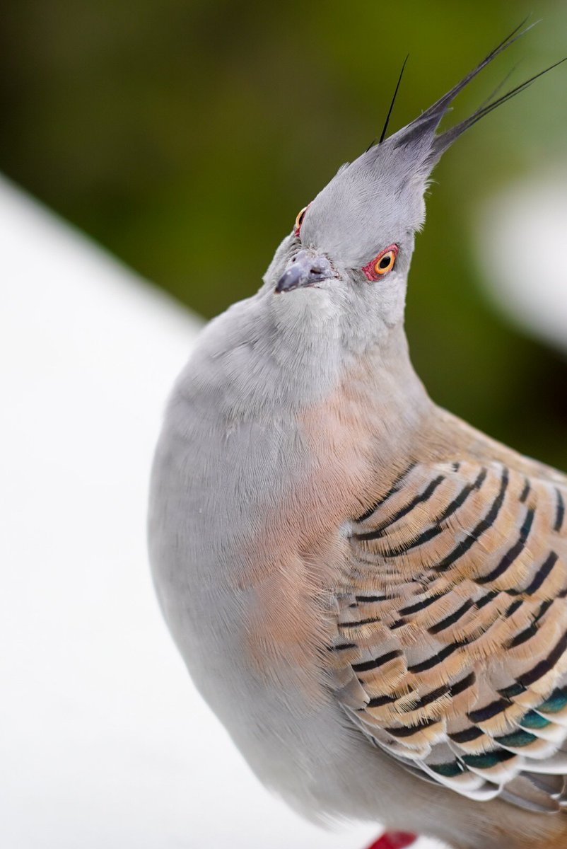 _CarmenHui_'s tweet photo. I love visits from my crested pigeon pal 💓 #birdsofsydney #birdwatching #birdlifeoz #sydney #wildOZ https://t.co/rEbmaQfVdf