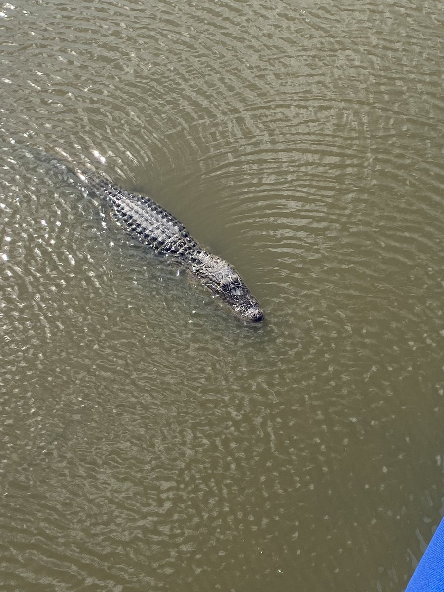 tuckercl's tweet photo. @shootermcgavin 17th hole at #zurichclassic - for Chubbs, I may go Happy Gilmore on this Gator! https://t.co/BlMTX5Go6u