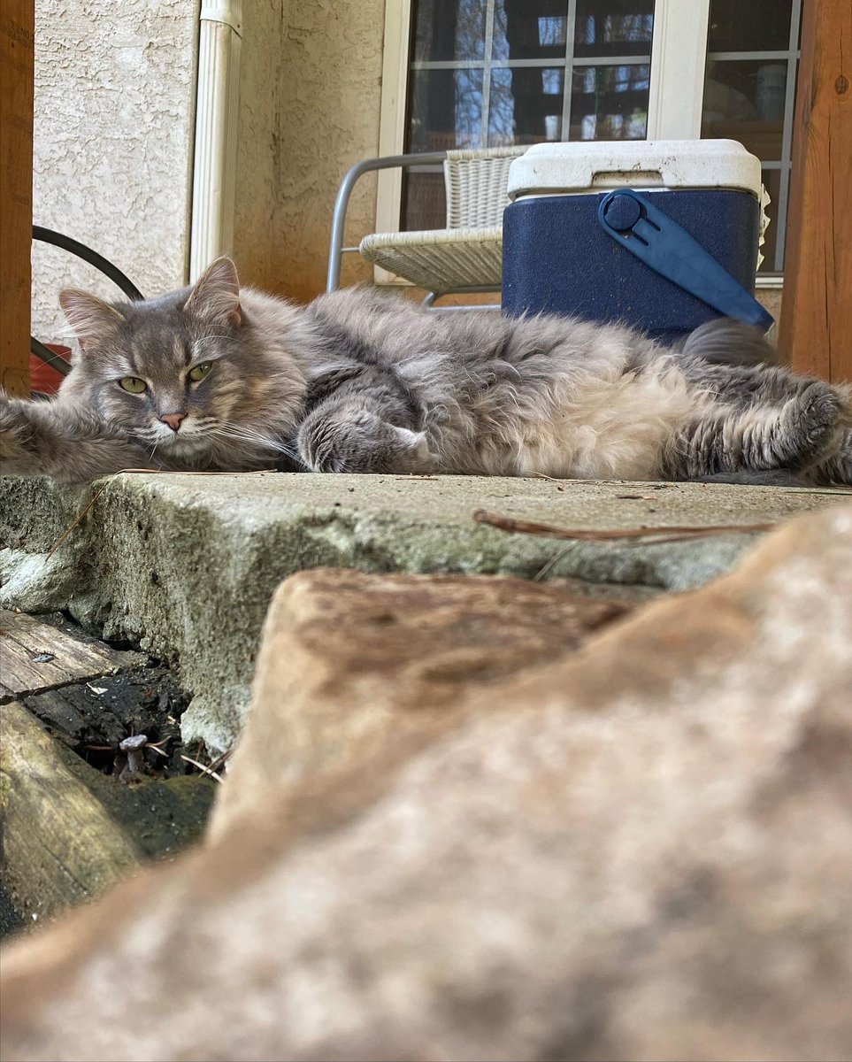whannavas's tweet photo. ‼️$250 REWARD FOR THE SAFE RETURN OF MARTY‼️

LAST SEEN 4/21/21 AT 80 BELLEVIEW RIDGE, SHARPSBURG https://t.co/MLZWgocY3I