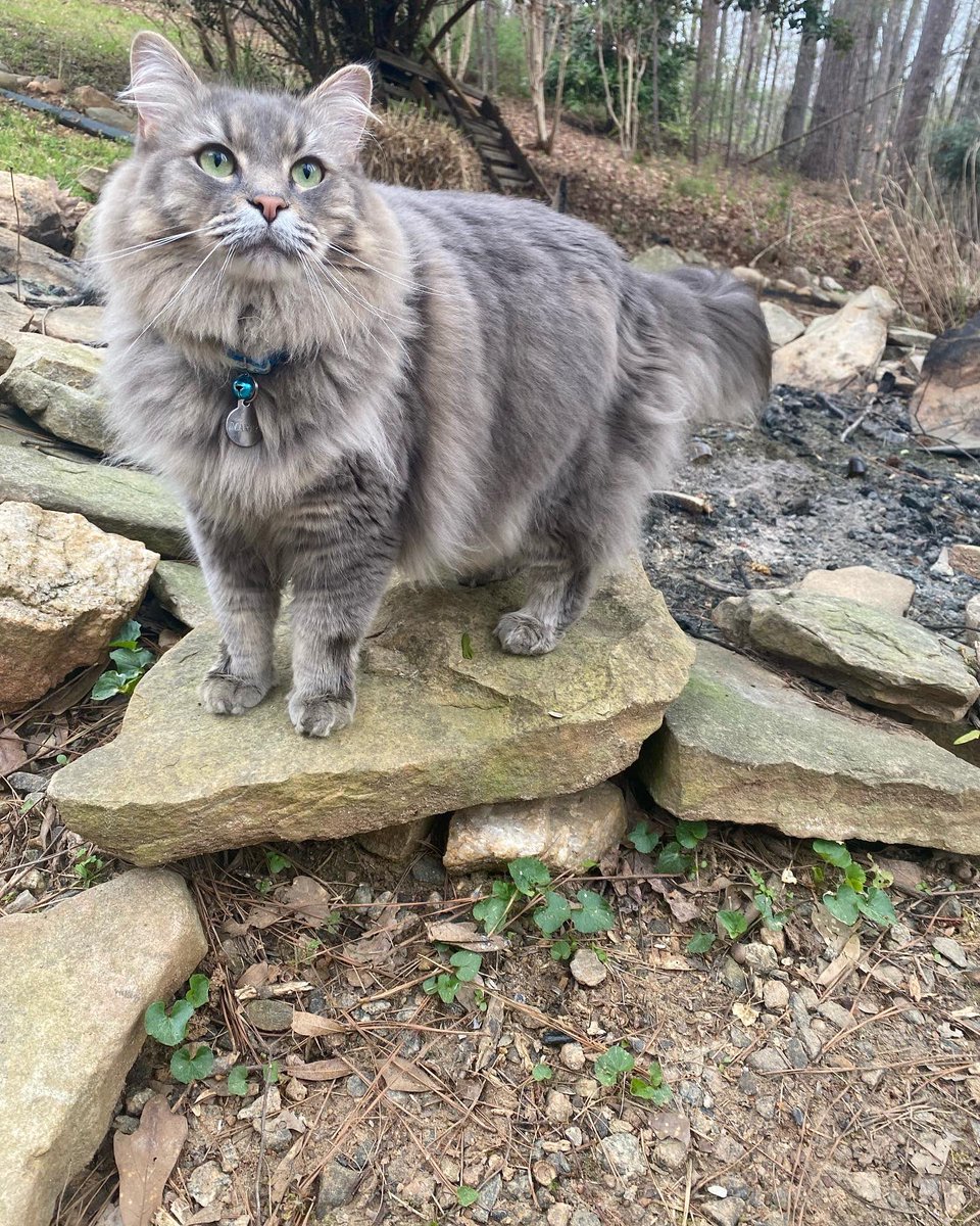 whannavas's tweet photo. ‼️$250 REWARD FOR THE SAFE RETURN OF MARTY‼️

LAST SEEN 4/21/21 AT 80 BELLEVIEW RIDGE, SHARPSBURG https://t.co/MLZWgocY3I